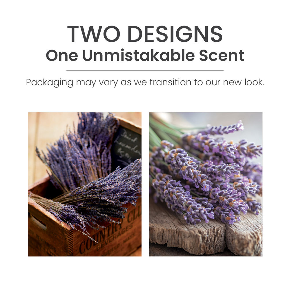 Dried Lavender & Oak ScentPlug® Refill - Image 6